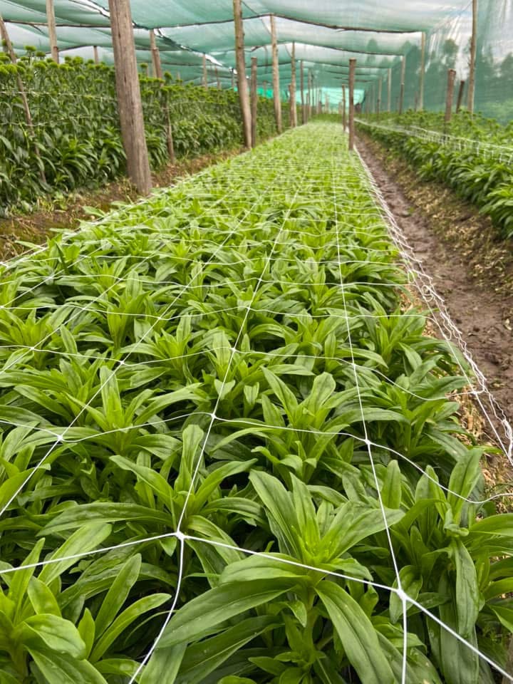 Dianthus kiwi mellow