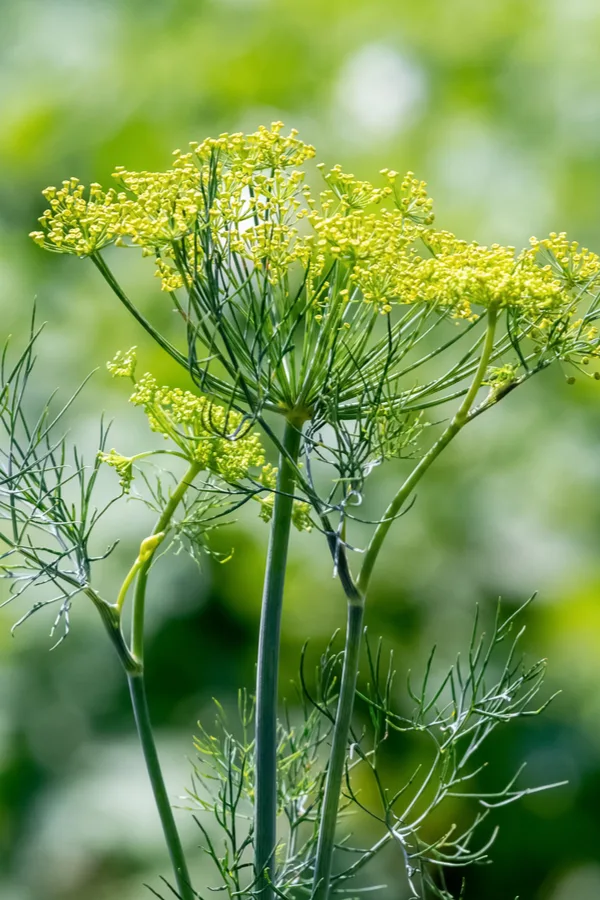 Dill (Anethum)
