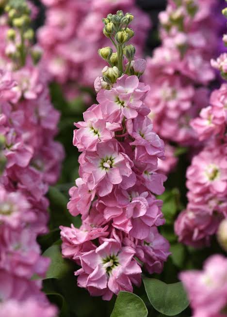 Matthiola (rose pink)