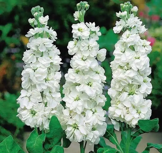 Matthiola