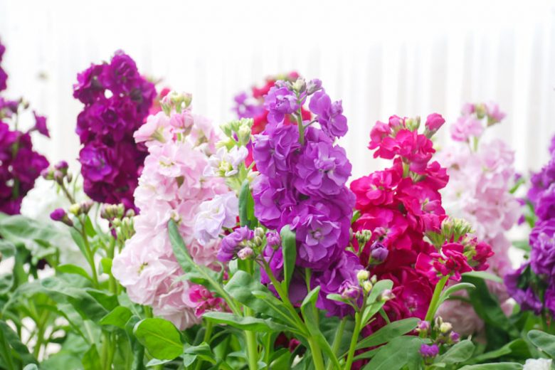 Matthiola